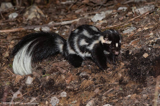 Report a Sighting - EASTERN SPOTTED SKUNK